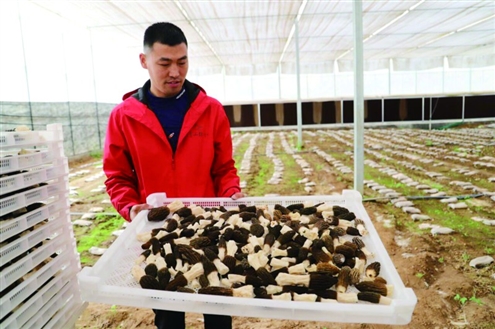 西营街道聚焦产业发展,推动产业振兴